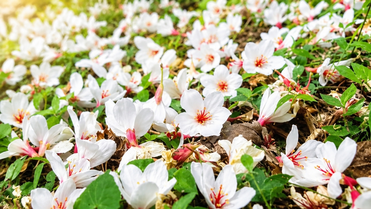 苗栗南庄油桐花季住宿推薦